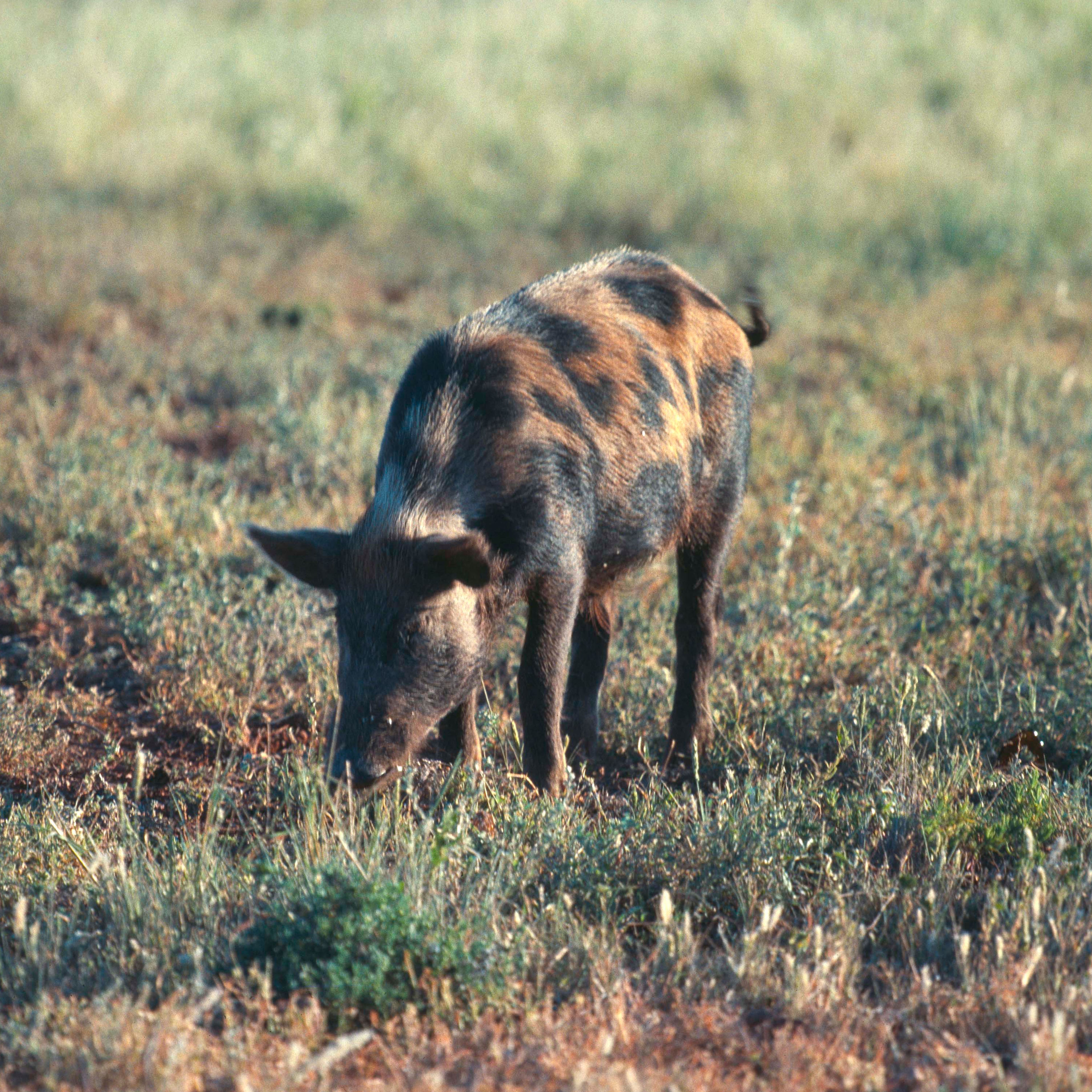 Wild Pig Numbers Down Under: Unravelling the Impact and Implications